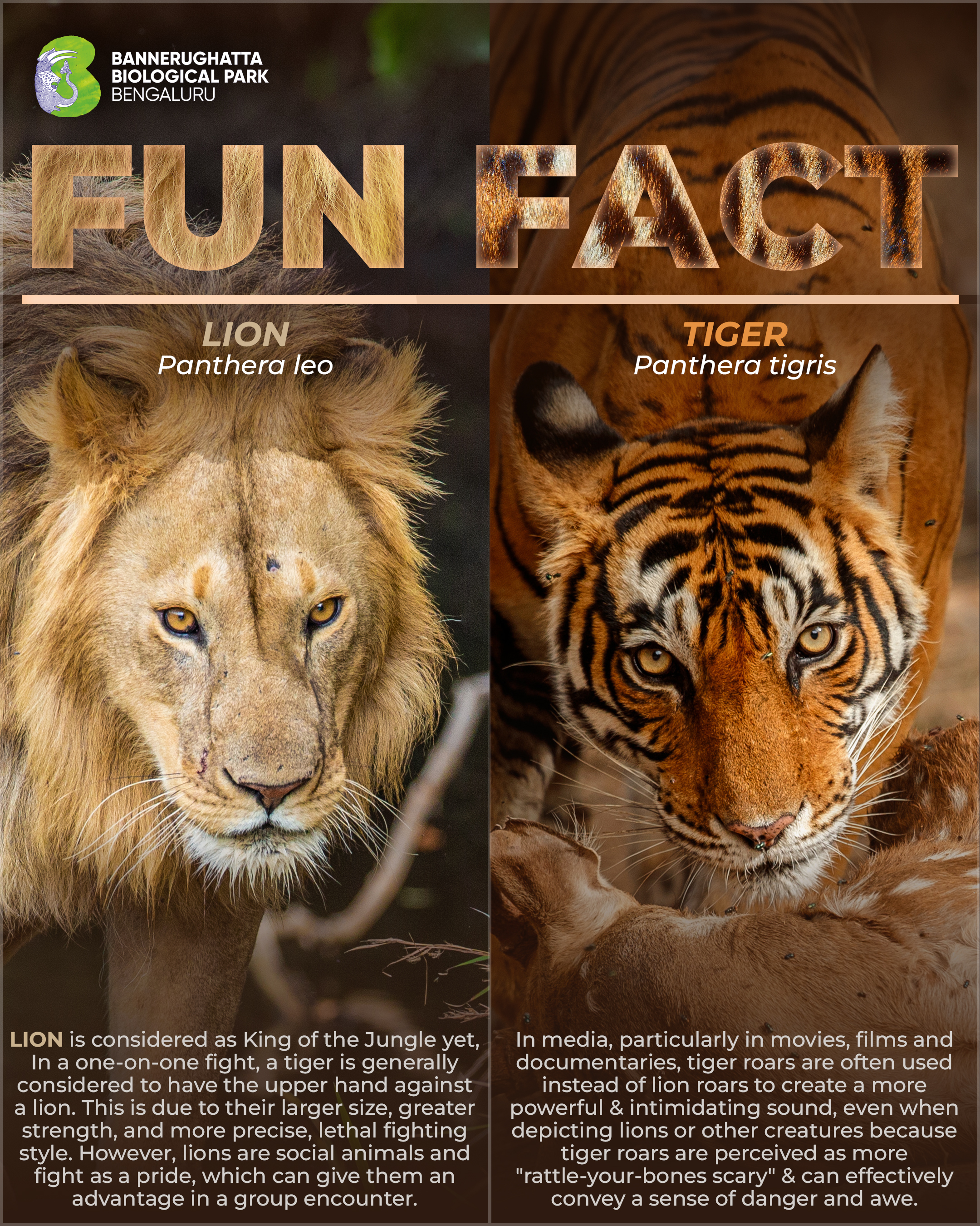 Tiger vs Lion